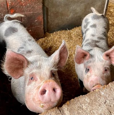 해크니 도시 농장(해크니 시티 팜)